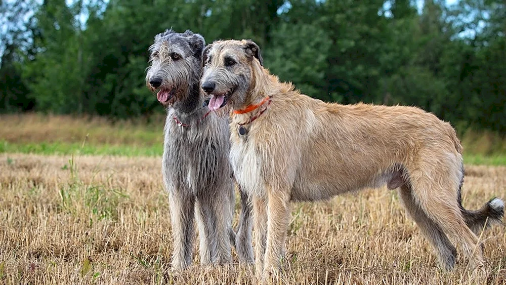 Irish Wolfhound