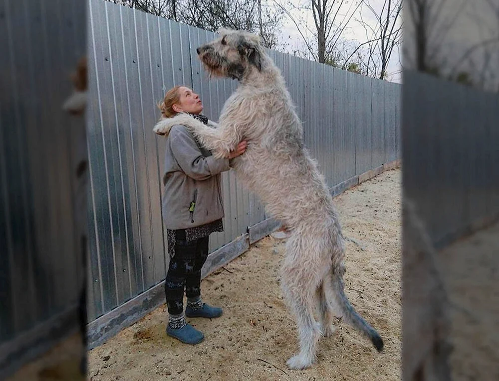 Irish Wolfhound