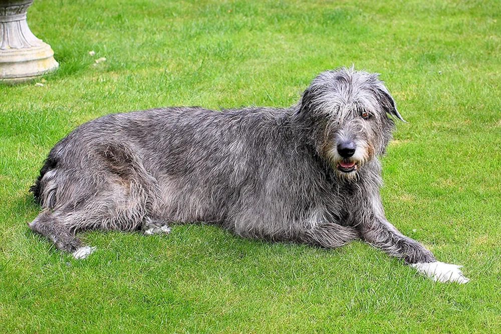 Irish Wolfhound