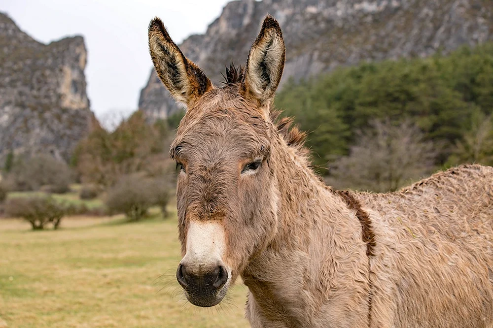 Esel Esel Esel Esel Esel Esel Esel Esel Esel Esel Esel Esel Esel Esel Esel Esel Esel Esel Esel Esel Esel Esel Esel Esel Esel Esel Esel Esel Esel Esel Esel donkey