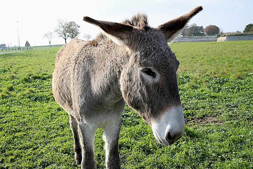 Ishak and donkey