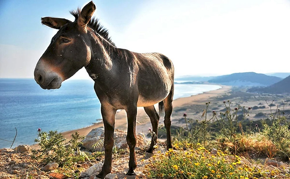 Donkey donkey donkey donkey donkey donkey donkey donkey donkey donkey donkey donkey donkey donkey donkey donkey donkey donkey donkey donkey donkey donkey donkey.