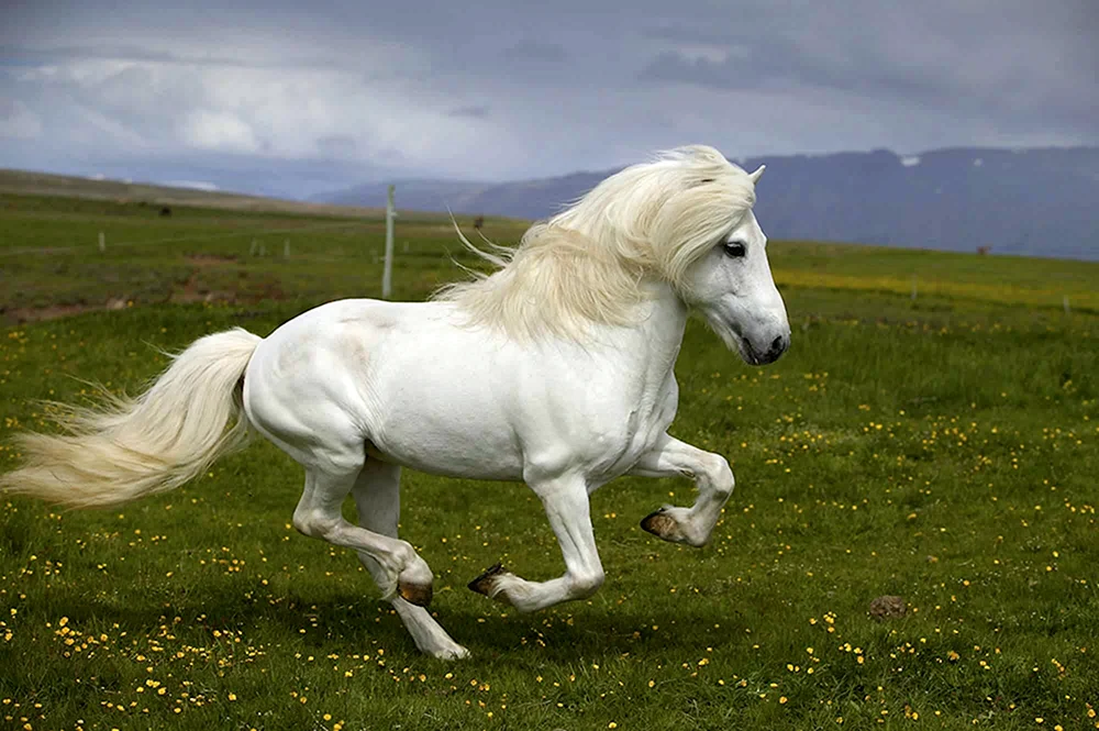 Bucephalus Pferderasse