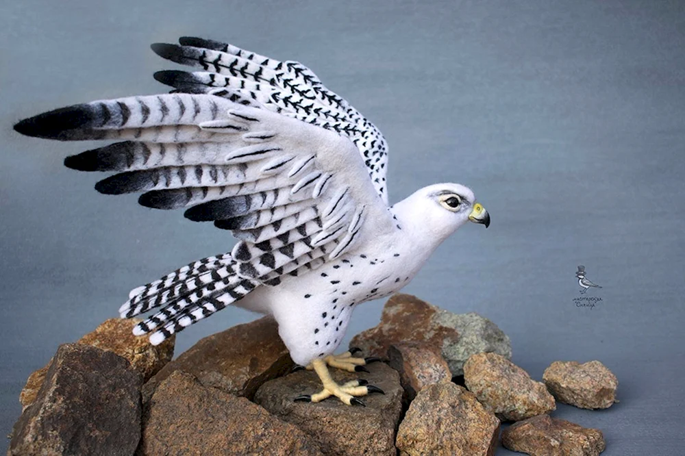 Kamtschatka FalkeGyrfalke