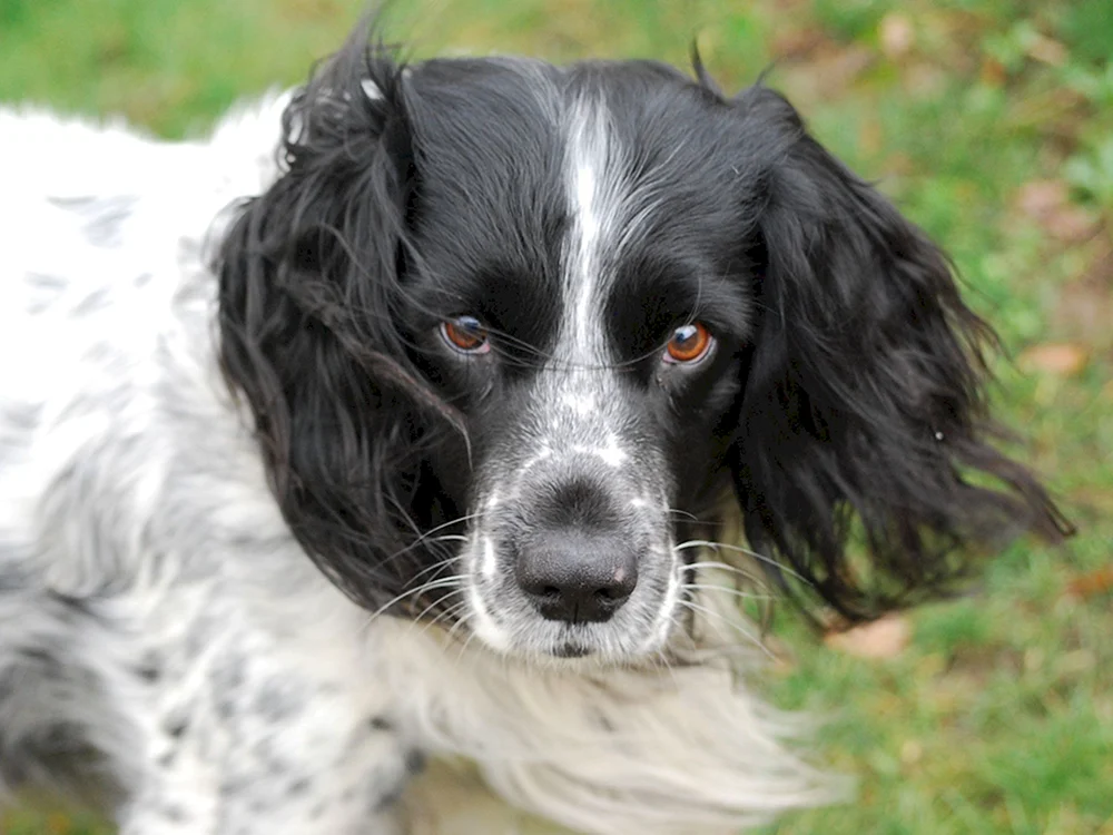 Russischer Jagdspaniel