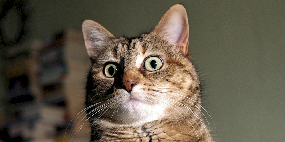 Eine verängstigte Katze