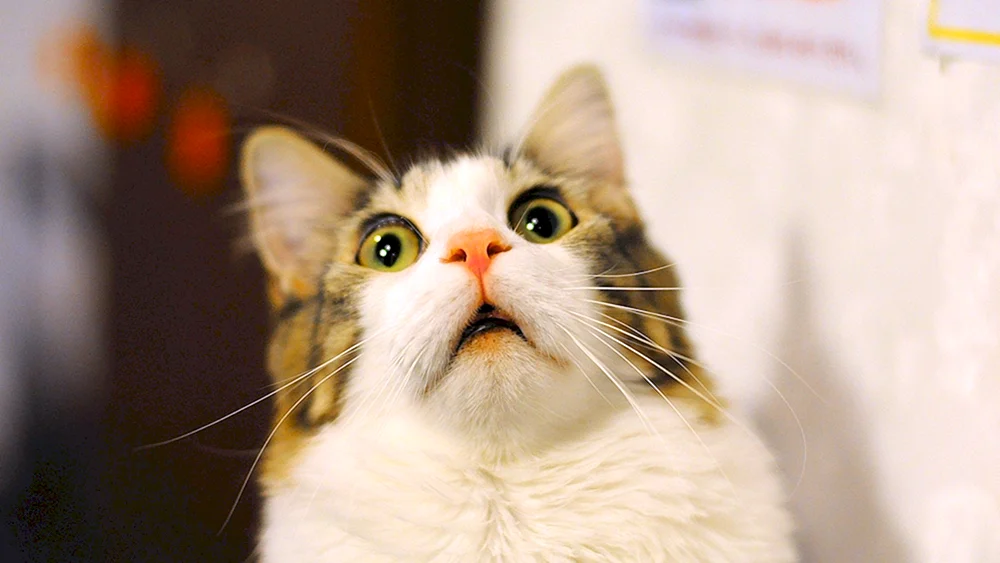 Eine Katze im Schockzustand