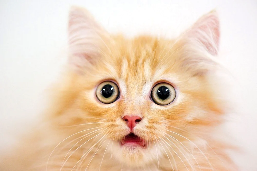 Europäische Kurzhaarkatze