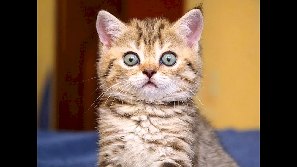 Eine verängstigte Katze