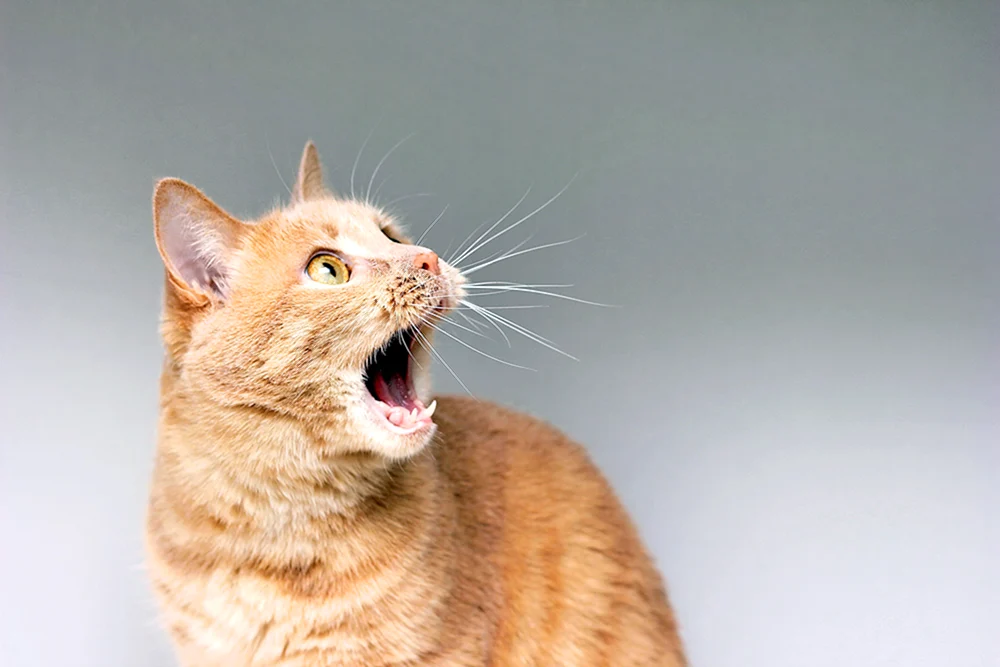 Eine verängstigte Katze