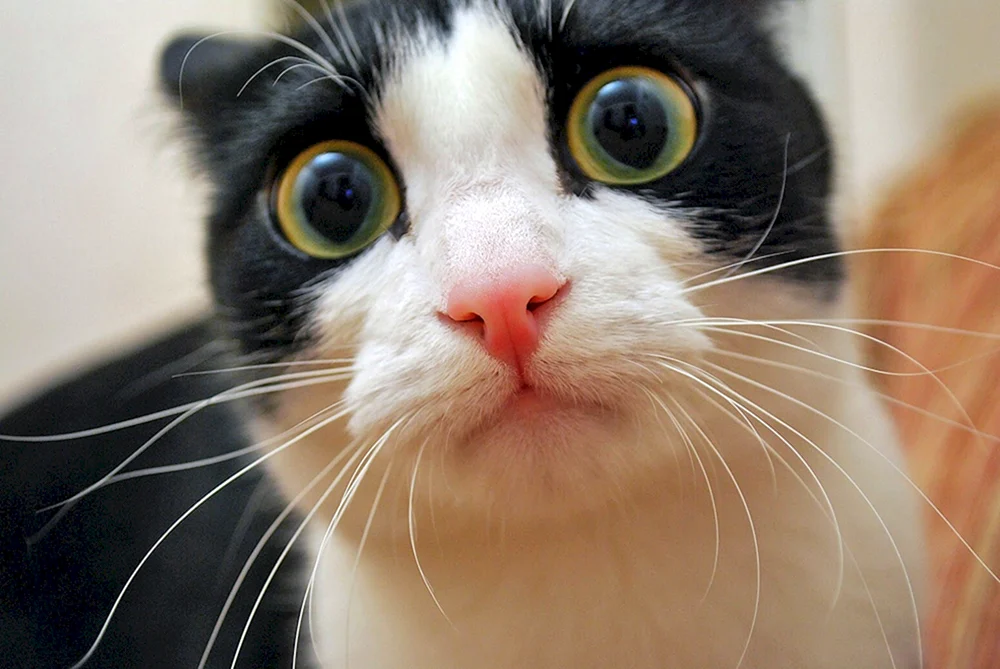 Katzen lustig