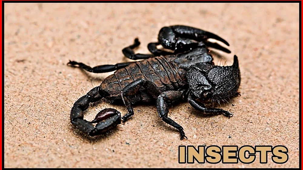 Italienischer Skorpion Euscorpius italicus