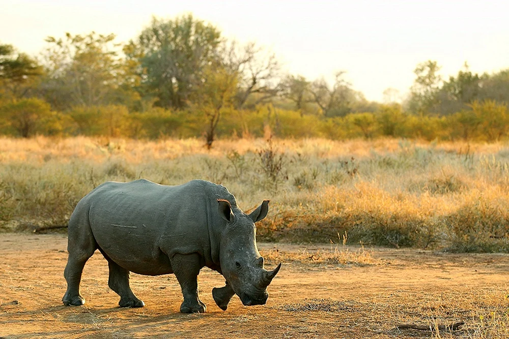 Big Five Afrika Safari