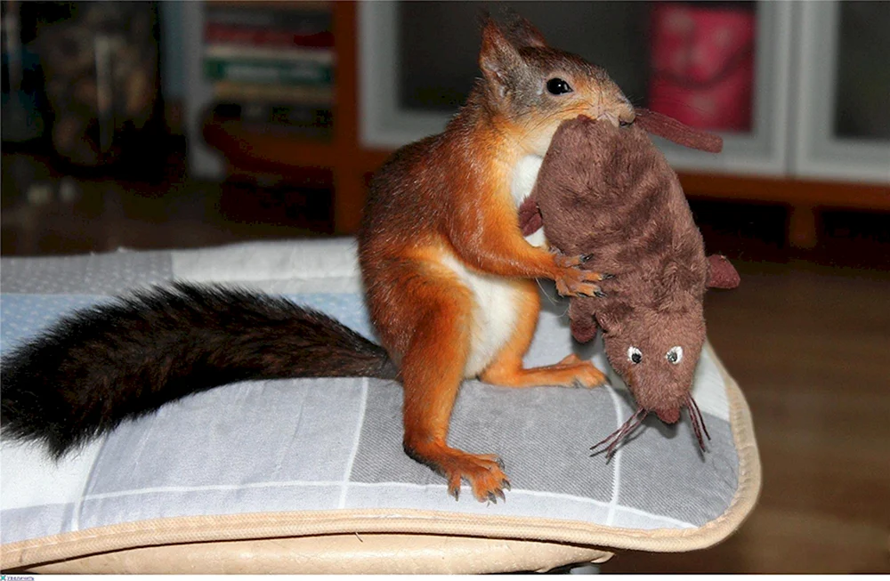 Deko-Eichhörnchen