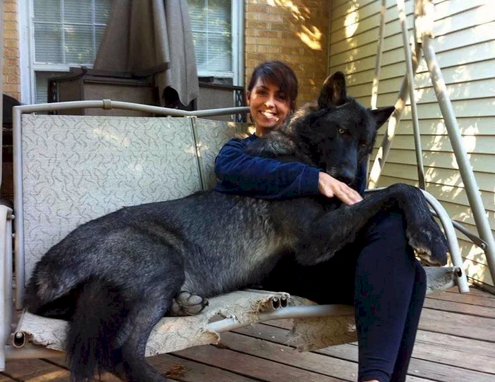 Polarer Wolfshund
