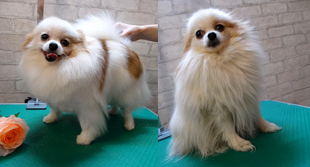 Spitz wurzik