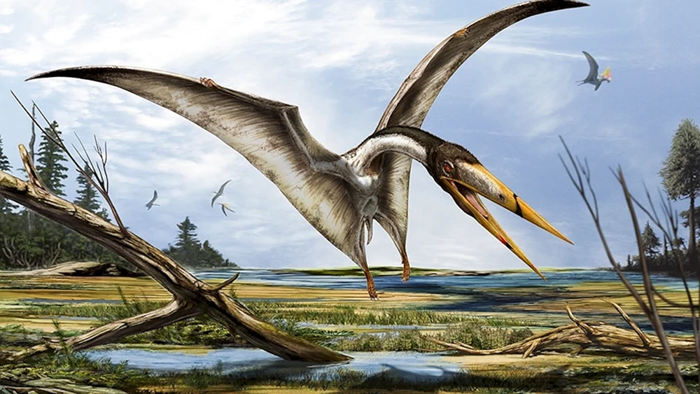 Pteranodon dinosaurier