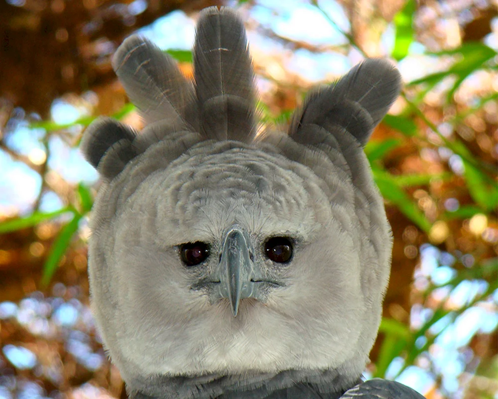 Armadillo Vogel