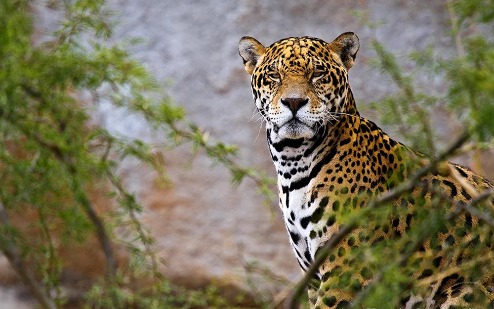 Jaguar Wild Jaguar Wild