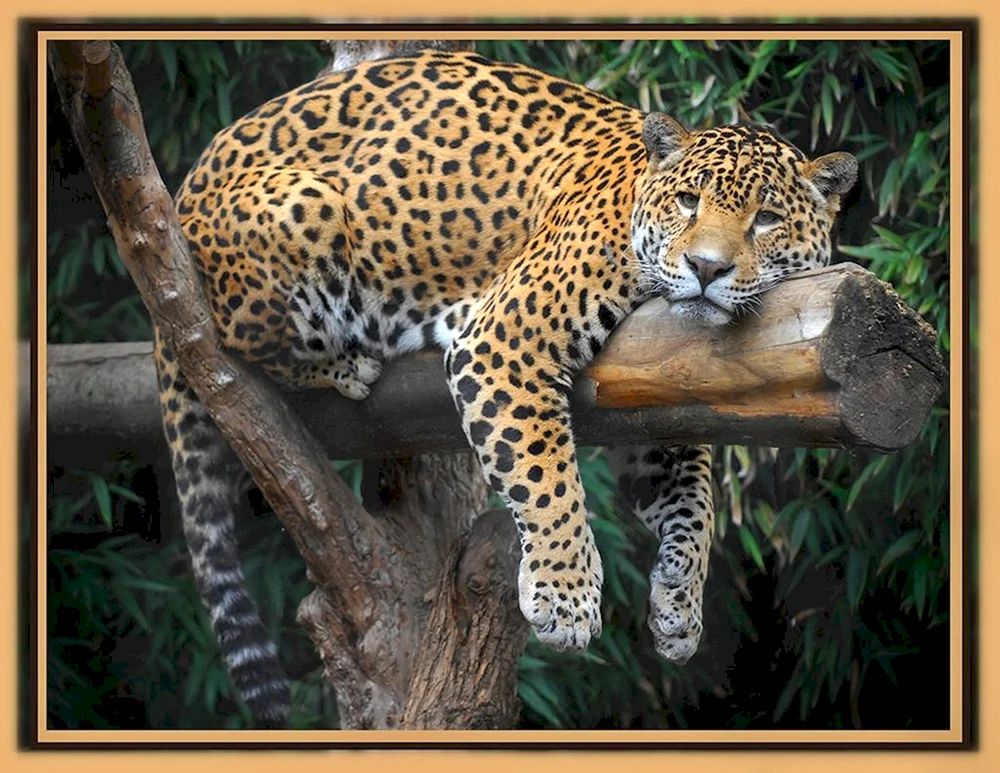 Jaguar Südamerika