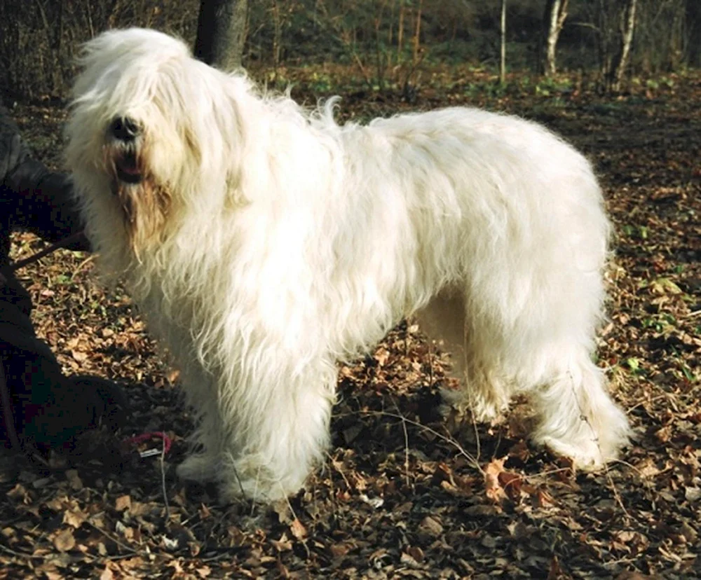 Südrussischer Schäferhund