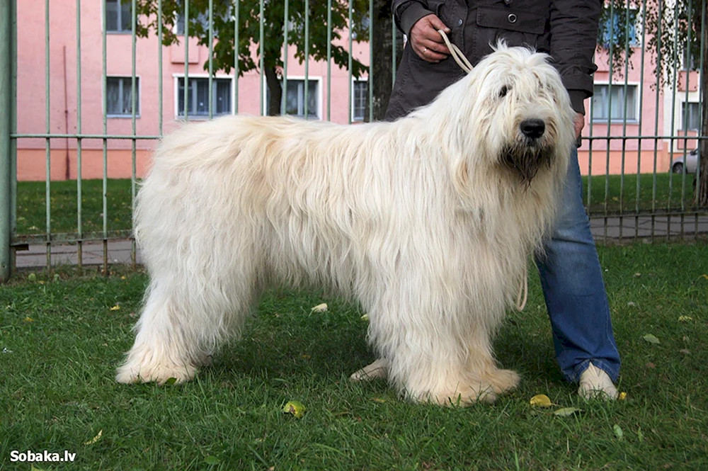 Südrussischer Schäferhund