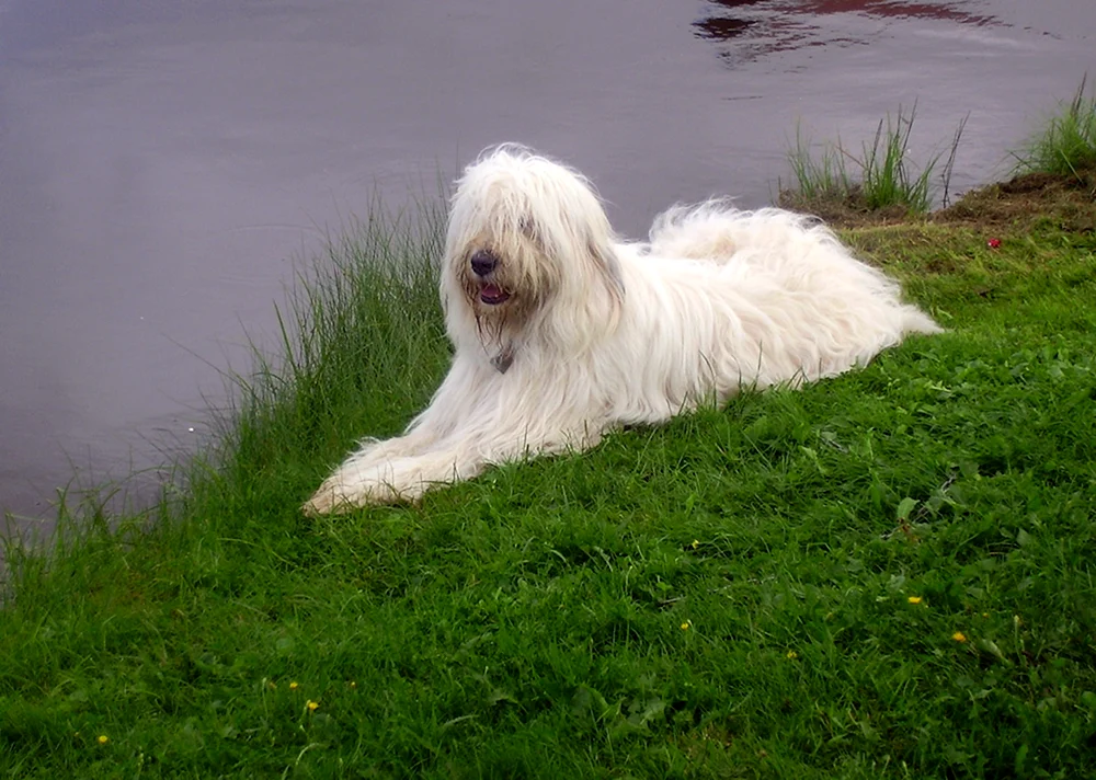 Südrussischer Schäferhund