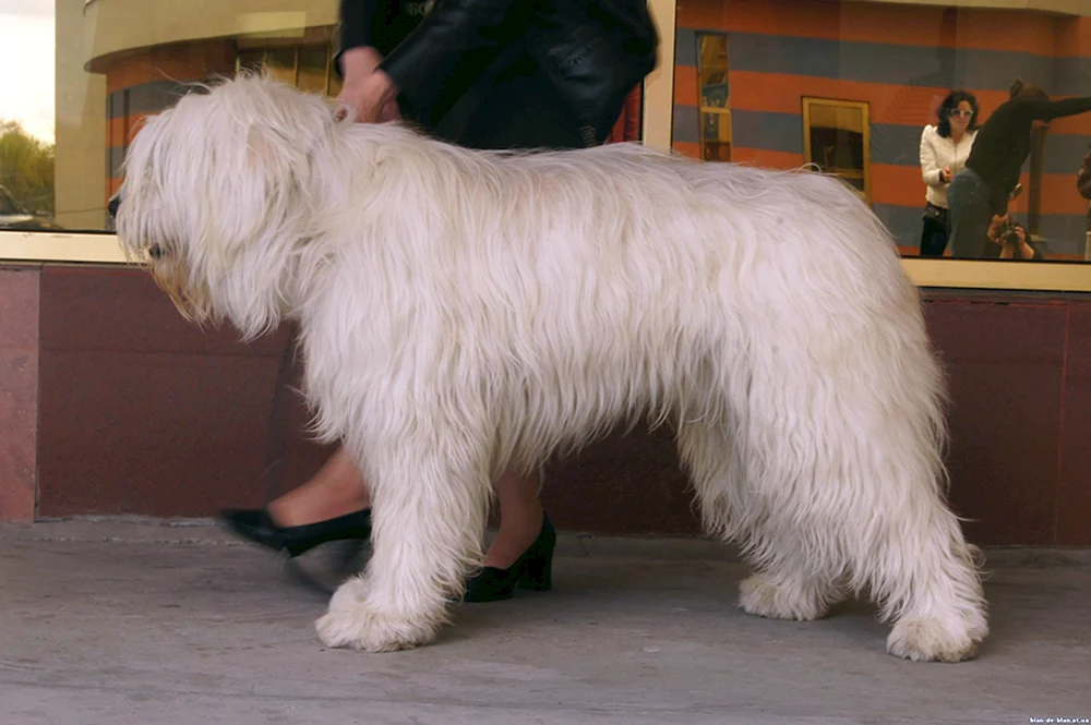 Südrussischer Schäferhund Rasse