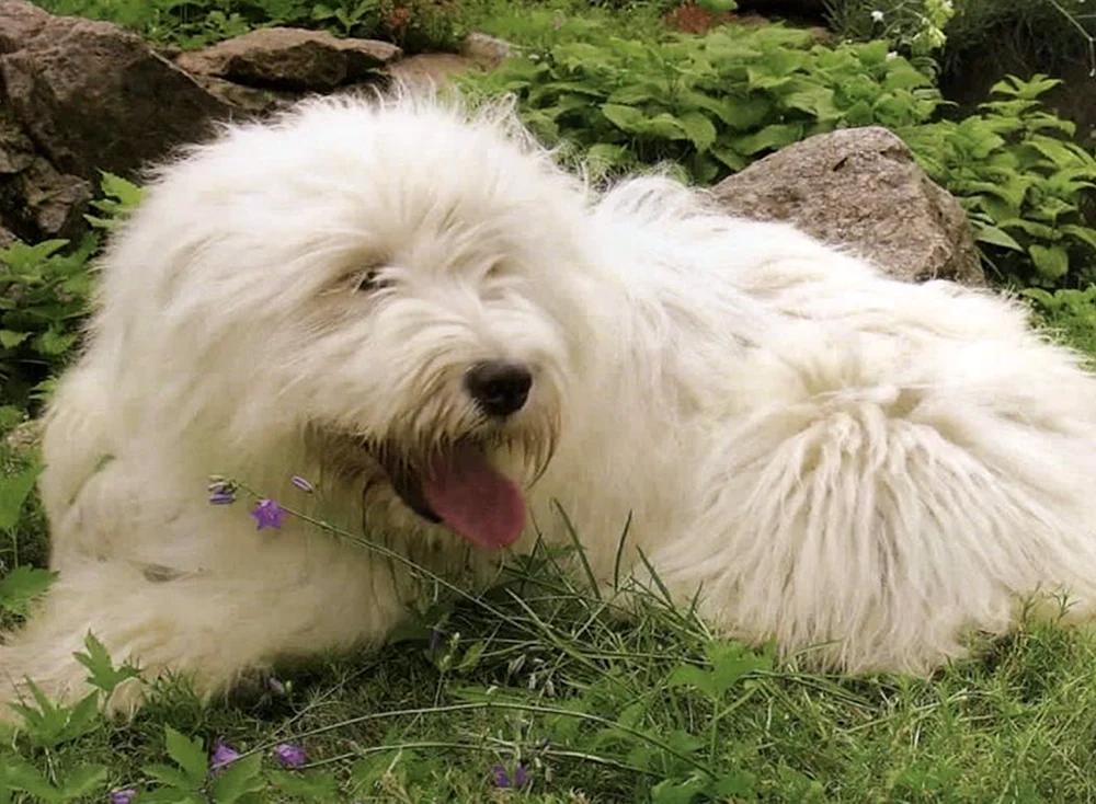 Old English Shepherd Bobtail