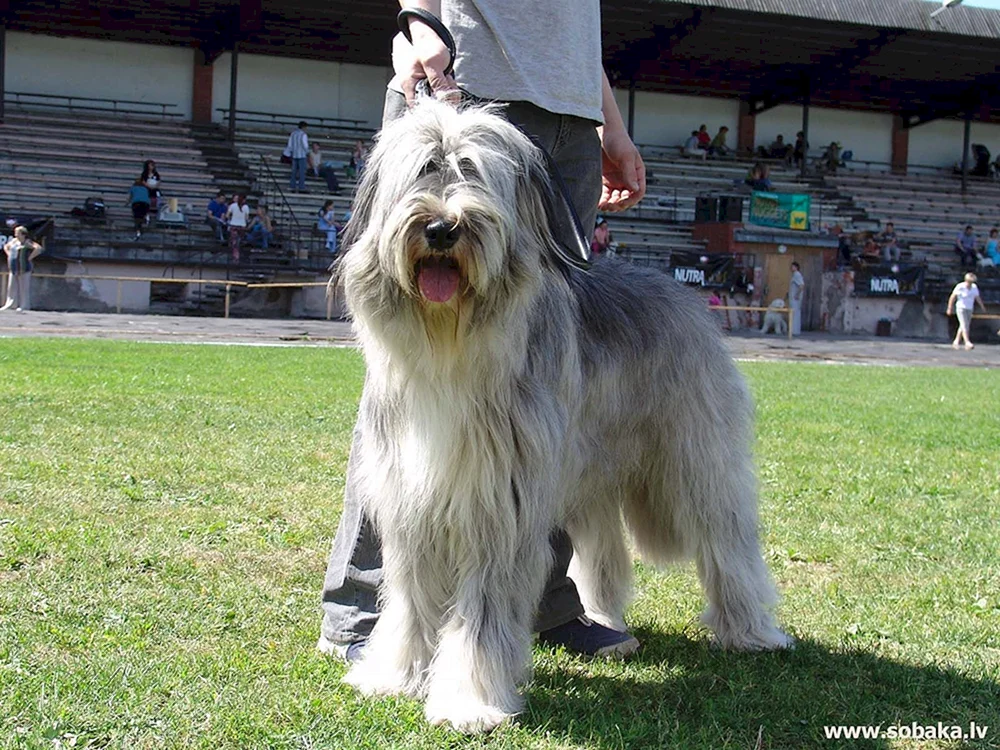 Südrussische Hütehündin. Schafhund