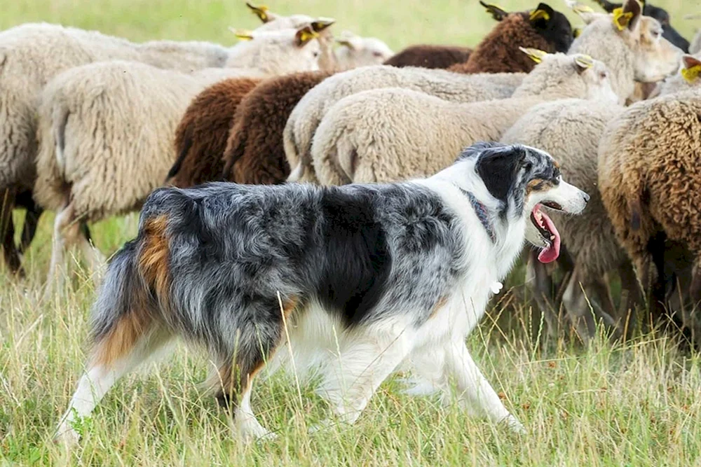 Südrussischer Hirtenhund, der Schafe hütet