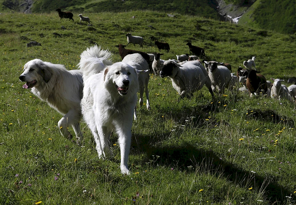 Südrussischer Schäferhund
