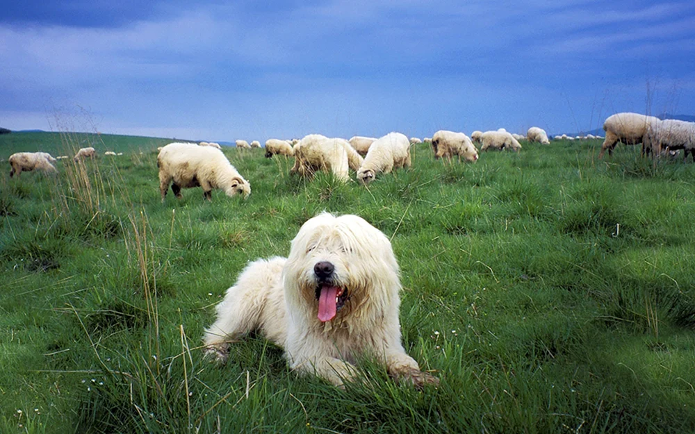 Südrussischer Schäferhund Schäferhund