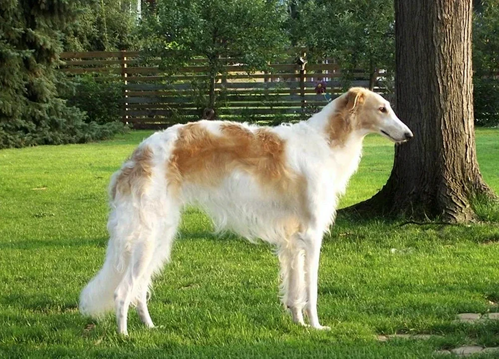 Azavak Leveretka