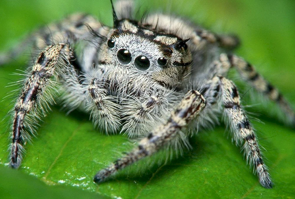 Südrussische Kreuzspinne