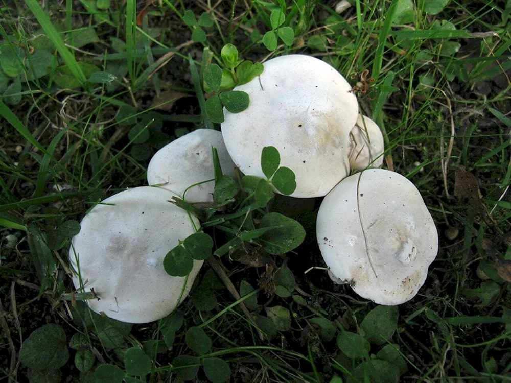 Weißer Pilz