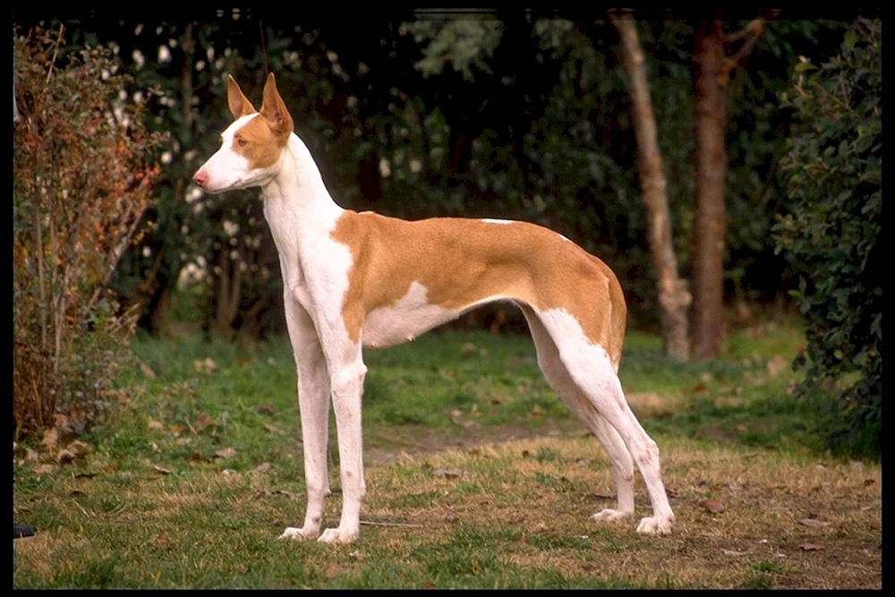 Horstiger Windhund