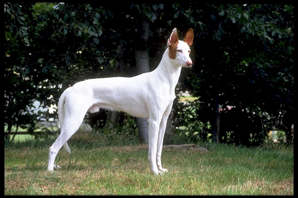 Azawak Leveretka