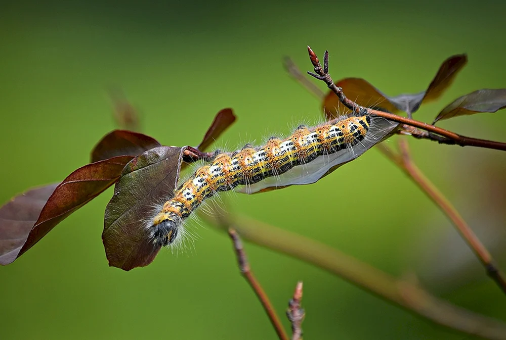 Papilio Machaon Raupe und Falter