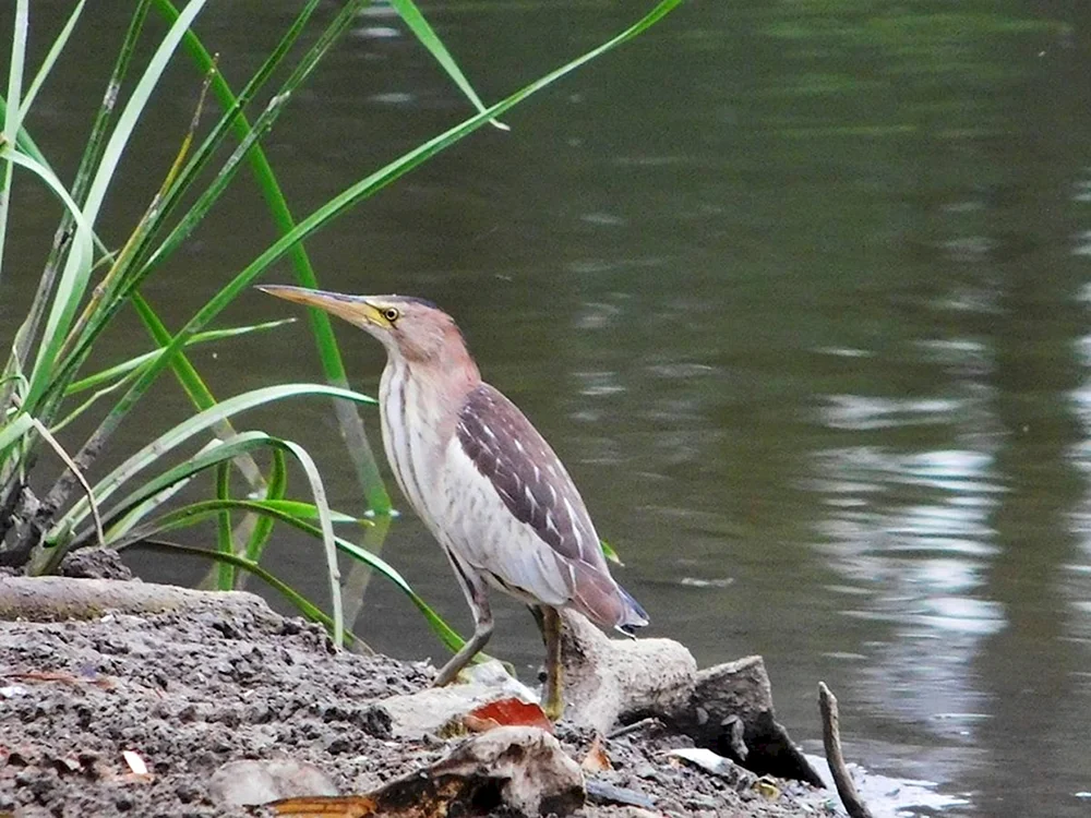 Ägyptischer Reiher