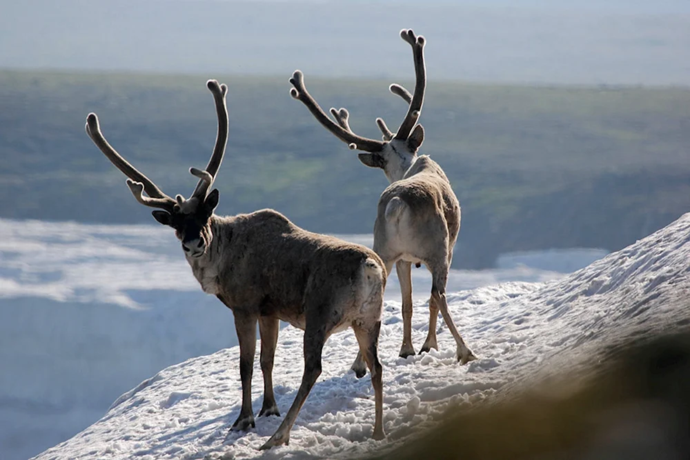 Baikal Nerpa