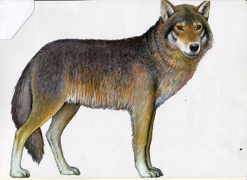 Wildtierbilder für Kinder. Kinder