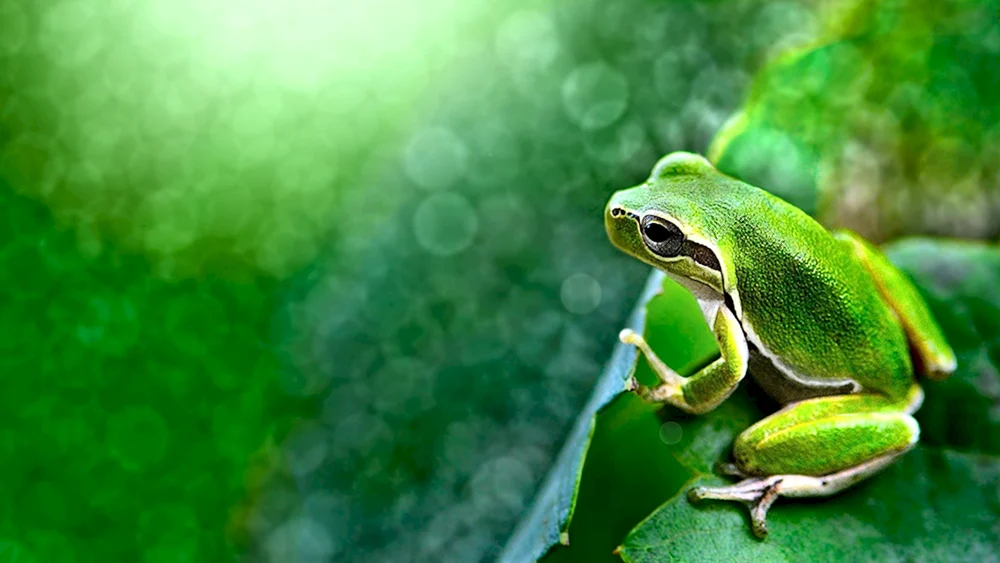 Izurdischer Frosch