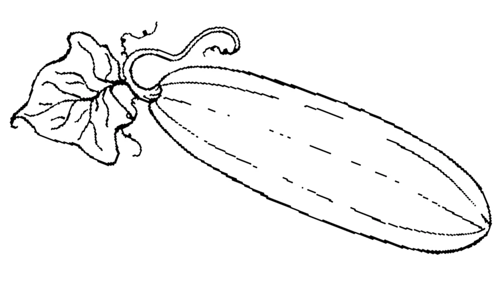 Zucchini färben