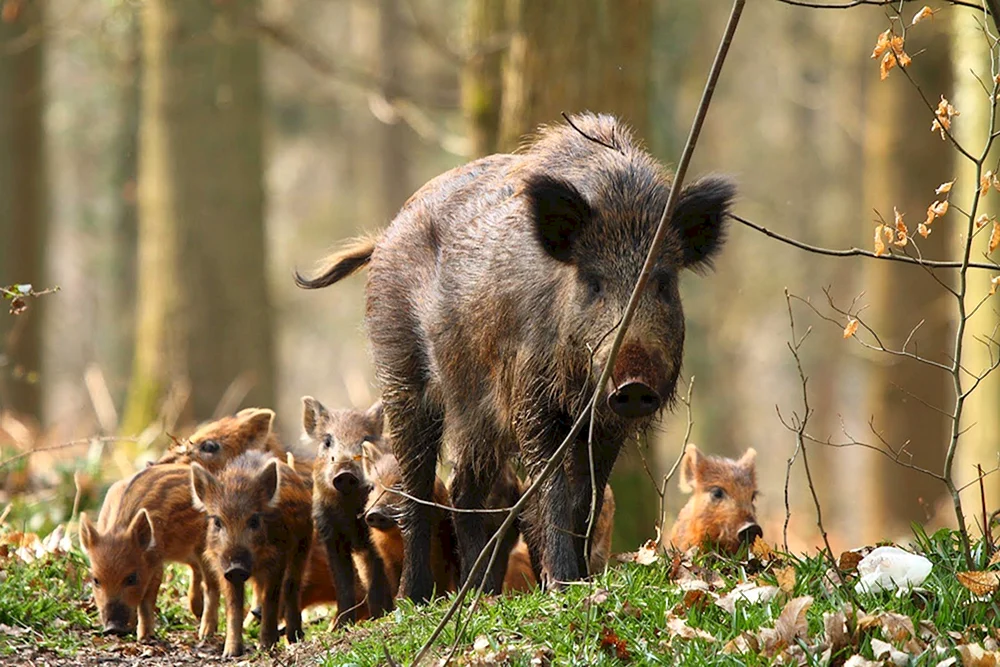 Taganai Nationalpark Luchs