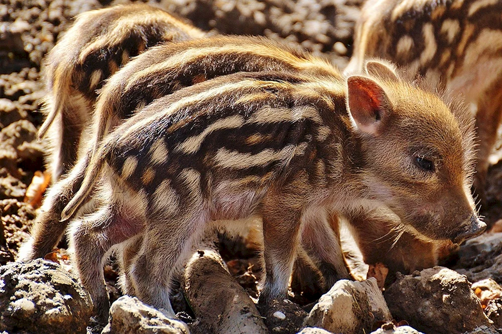 Eber mit Wildschweinkälbern. Wildschwein mit Wildschweinkälbern