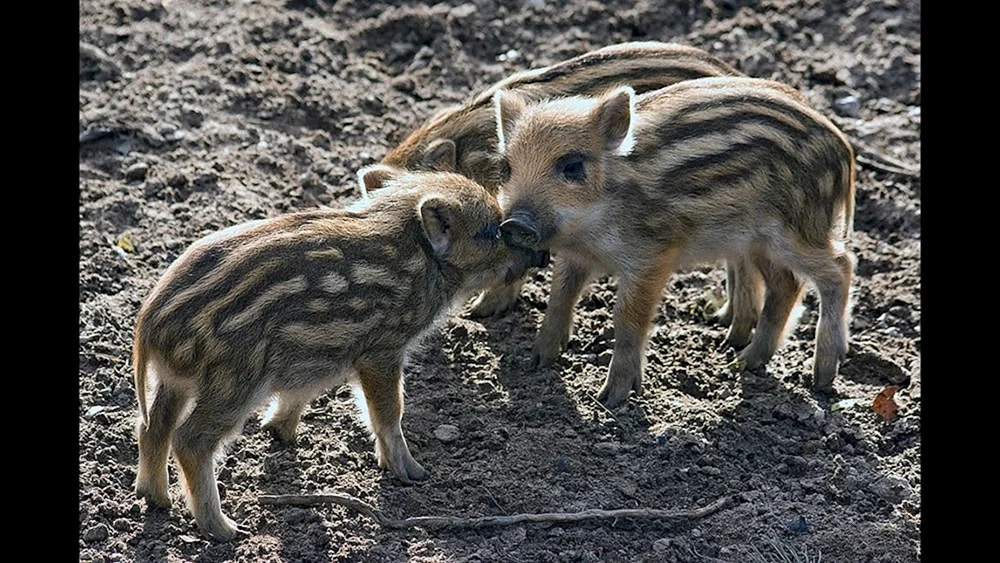Gestreifte Wildschweinkälber