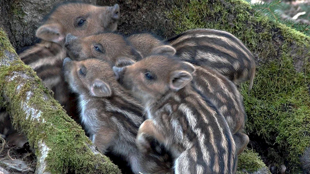 Kleines Wildschwein