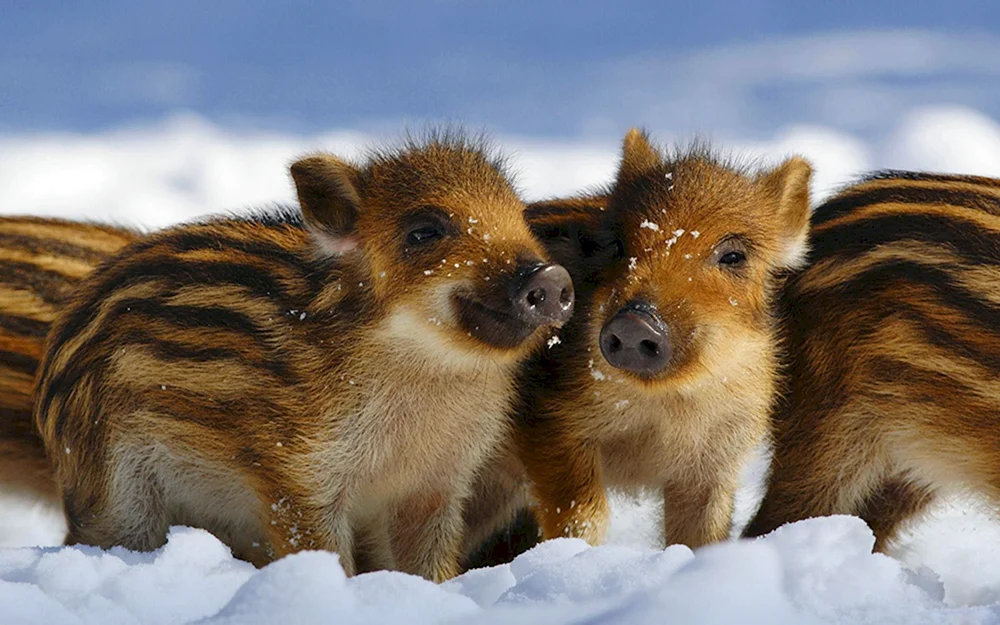 Kleines Waldschwein