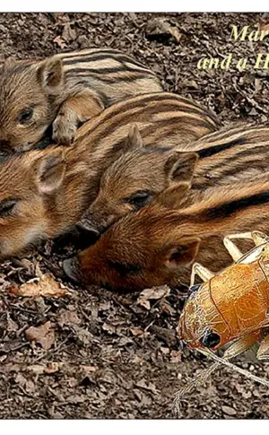 Wildschwein mit Wildschweinkälbern